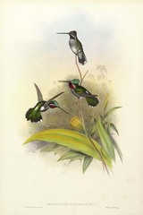 Long-billed Starthroat
